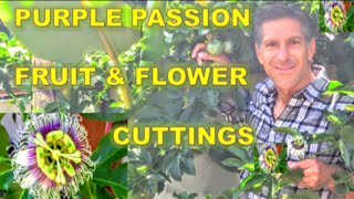 Purple Passion Fruit & Flowers |  Cutting | Propagation | Genetically Identical Plants