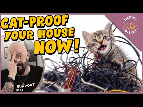 How to Cat-Proof Your Home