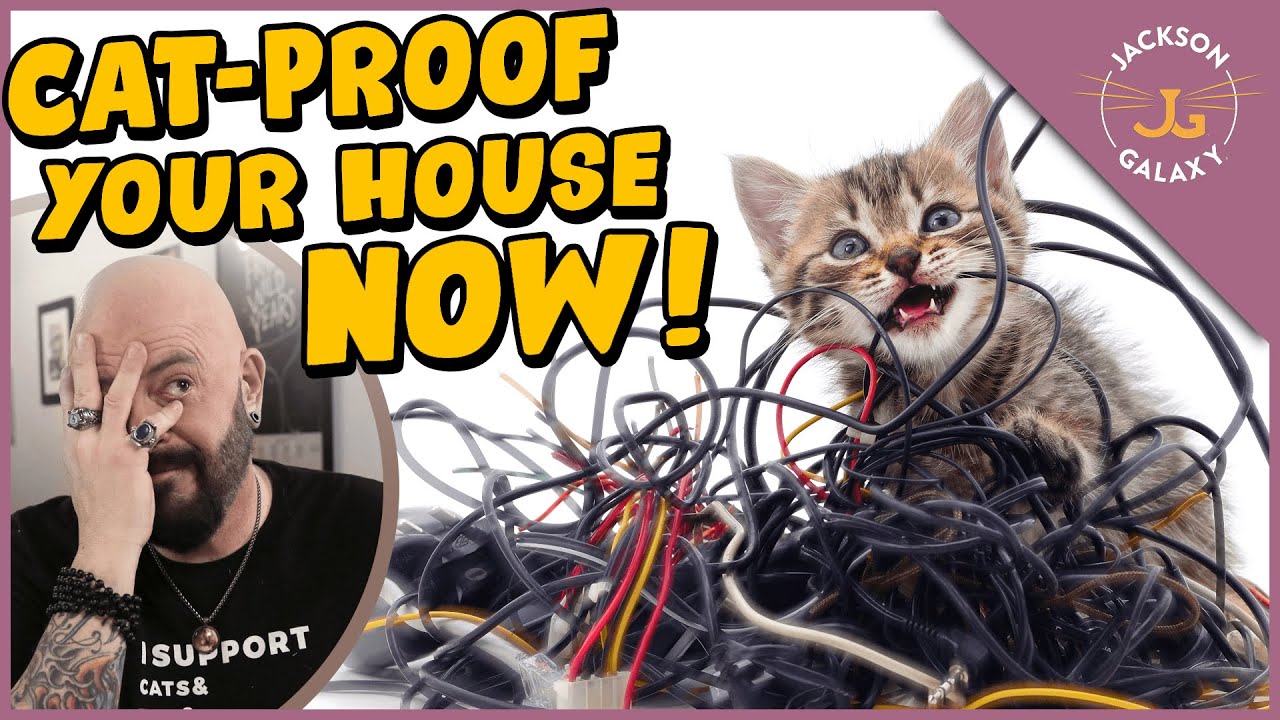 How to Cat-Proof Your Home!