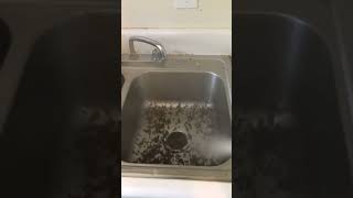 Eradicating a Cockroach Horde: Intense Sink Infestation Exterminated