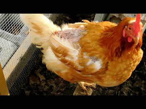 , title : 'how to help your chicken when they loss feathers  molting'