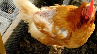 how to help your chicken when they loss feathers  molting
