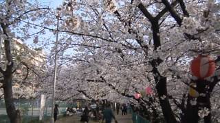 preview picture of video '砂子水路の桜並木（大阪府門真市）　Row of cherry blossom trees of the Sunago waterway,Kadoma Osaka Japan (2013.3)'