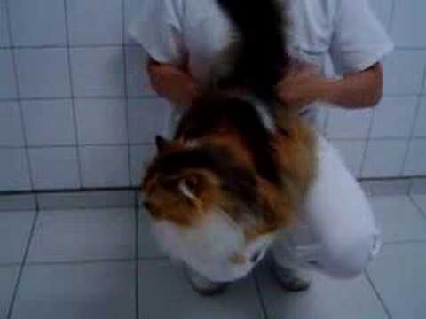 YouTube video about: Why does my cat like to be spanked?