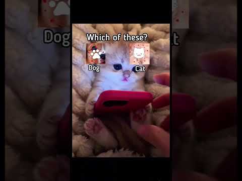 #cat #cute #love