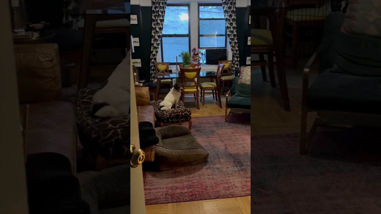 Enlarge Buddy , a Adoptable mixed breed in Bethlehem, PA video 2/6