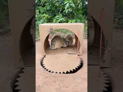 How To Build Quickly Quail Trap Using Cardboard Box #camping #outdoors #bushcraft