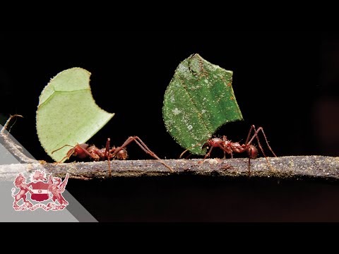 Conference: Evolution ‘On Purpose’: Teleonomy in Living Systems (Part 1)