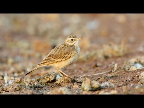 Can the Canon 100-400mm Mark II lens help you take amazing bird & wildlife photos in 2026?