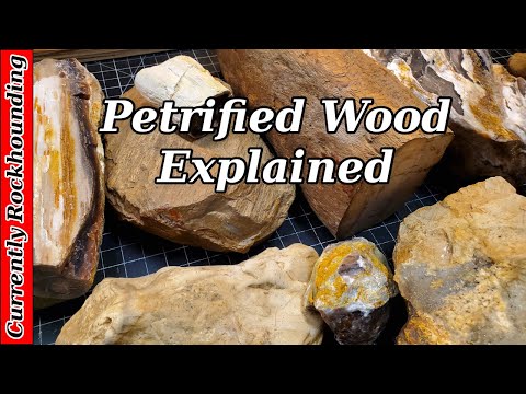 Petrified Wood: Formation, Characteristics, and Identification