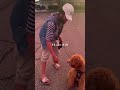 Dog And Sunset Live Dog Sunset