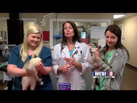 Animal Health 9/6/18 - When Should Cats Be Declawed?