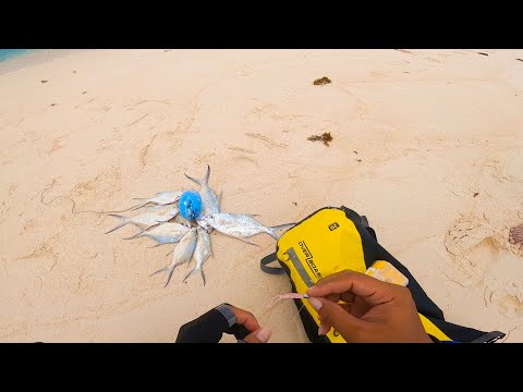 Kawan ng Dart fish sa beach.! | Aji fishing Palawan!.