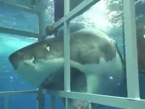 Monster Great White Shark Attacks Cage Diver
