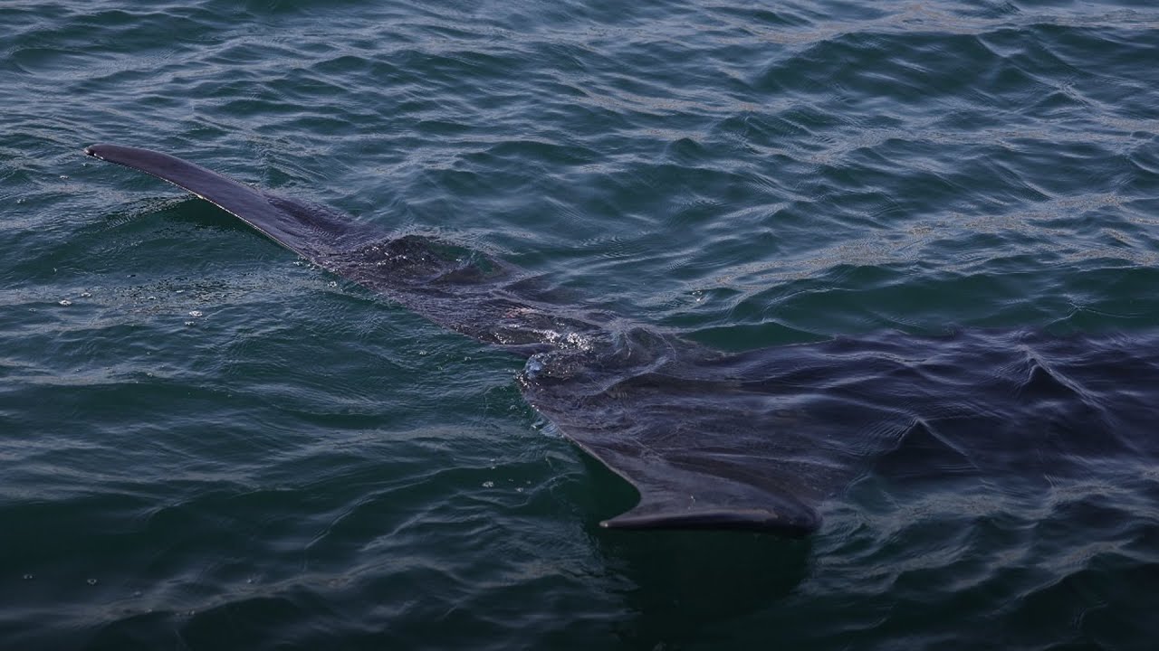 صورة بعنوان: Youtube Image