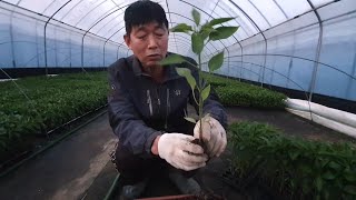 고추모종 심기전 아주 중요한 다섯가지 좋은점 알려드립니다.