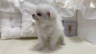 ハーフ犬の動画01