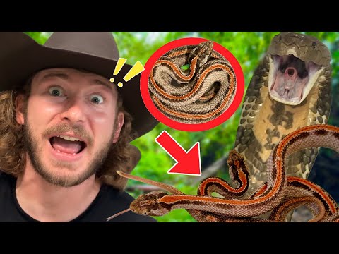 NEW Venomous Snakes!