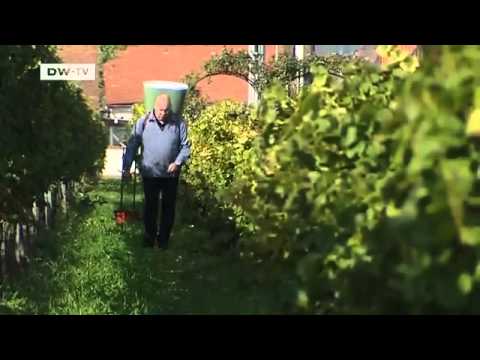From Vine to Wine - The Oldest Vines | euromaxx