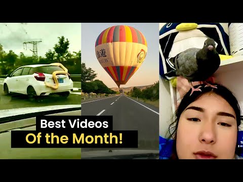 Top 35 Best Viral Videos of the Month! (August 2022)