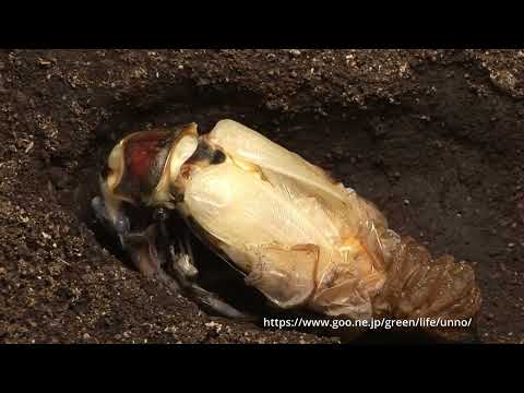 ミヤマクワガタの羽化20X速