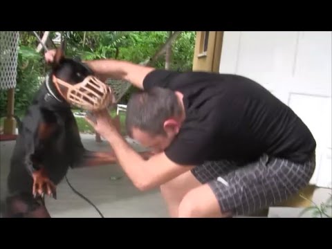 download lagu mp3 mp4 Doberman Agressive, download lagu Doberman Agressive gratis, unduh video klip Doberman Agressive