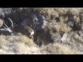 Deer Kills Deer On Arizona Strip