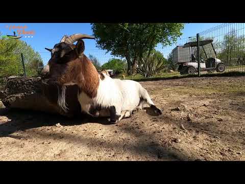 Camping Les Chalands Fleuris Camping Les Chalands Fleuris - Camping Loire-Atlantique - Image N°37