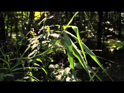 Eckhardt Günther - Trio for Flute, Oboe & Clarinet, op. 57 - First Movement (Bubbling Bumblebees)