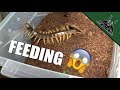 FEEDING THE DEVIL | Spiders and Centipede