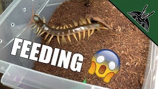 FEEDING THE DEVIL | Spiders and Centipede