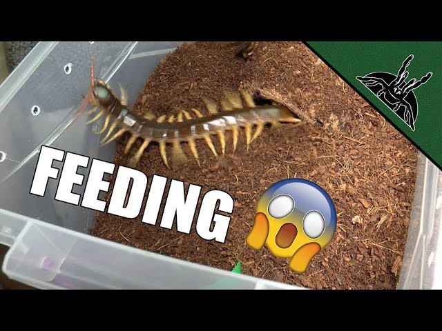 英語のfeedingのビデオ発音