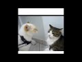 Tony Baker Voiceover Cats