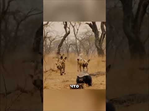 Медоед решился на кражу щенка Гиены😯