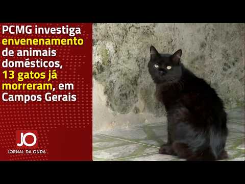 MG INVESTIGA ENVENENAMENTO DE ANIMAIS DOMÉSTICOS, 13 GATOS JÁ MORRERAM, EM CAMPOS GERAIS