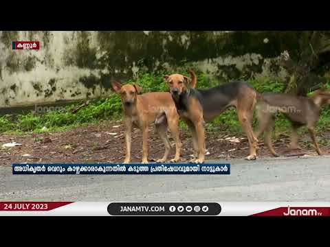 കണ്ണൂരിൽ നാടും നഗരവും കീഴടക്കി തെരുവ് നായ്ക്കൾ