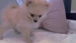 ポメラニアンの動画01