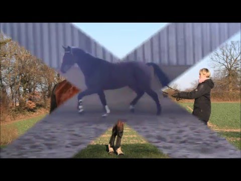 Holsteiner Wallach von Cayado- Carpaccio