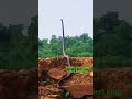 Snake Alert King Cobra O Banakon Namataan Sa
