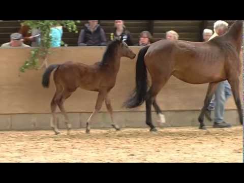 Hannoveraner Fohlenschau - Königslutter 2013
