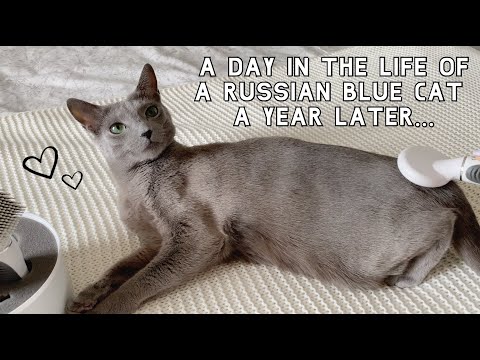 A Day in the Life of a Russian Blue Cat | A Year Later… Sebastian Edition ????