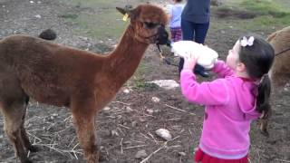 preview picture of video 'Narnu Farm feeding alpacas'