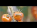 Noordhuys Tomatoes | Bedrijfsfilm