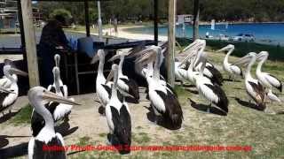 preview picture of video 'Port Stephens Dolphins & Dunes Private Tour'