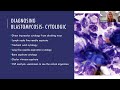 Systemic Fungal Infection - Dr. Julie Stegeman