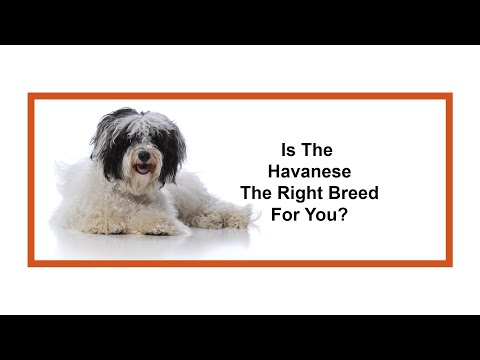 Havanese Breed Video