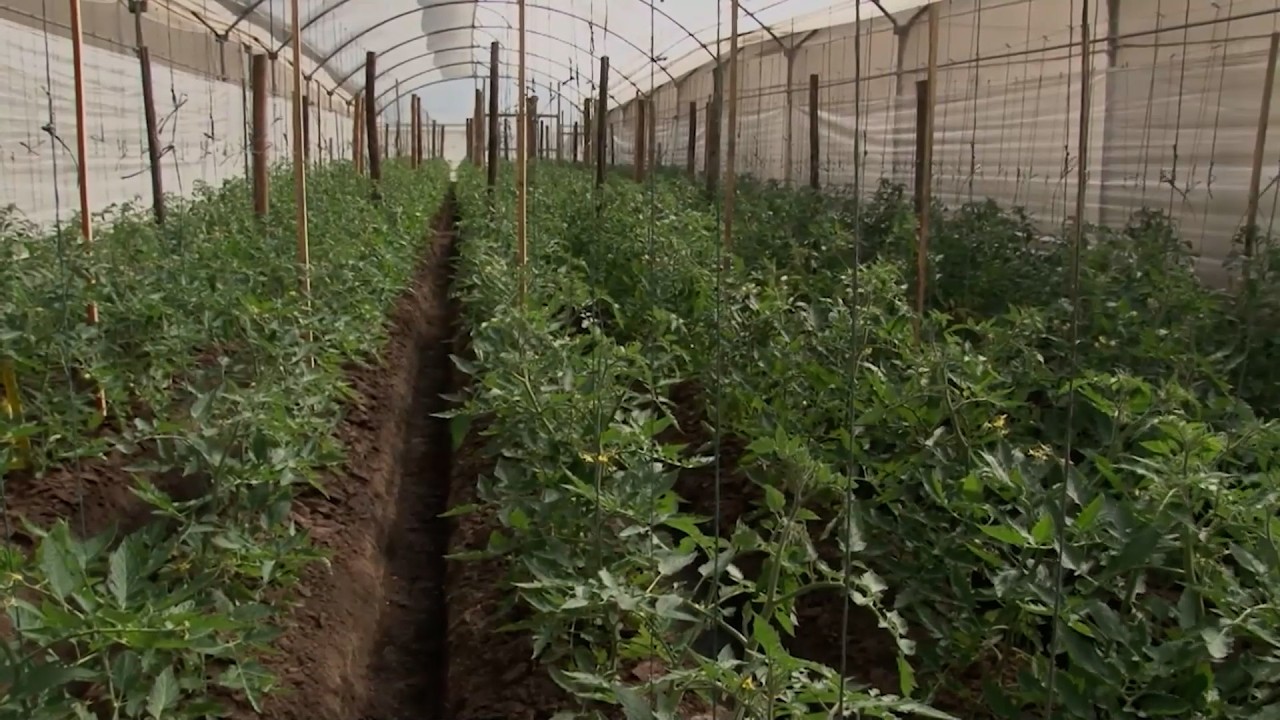 TOMATE Y COMPOST AGROSAVIA CAP 1