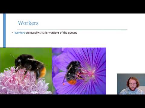 Bumblebee Dentistry