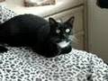 Meowing Tuxedo Cat