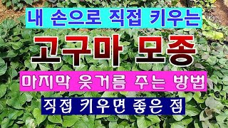 [텃밭농부 1,454]  내 손으로 직접 키우는 고구마 모종. 2차 웃거름 주는 방법 #고구마재배 #고구마모…